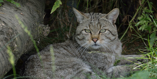 wildkatzendorf-katze-1200x600 Wildkatze