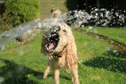 Hund spielt im Garten mit Wasser