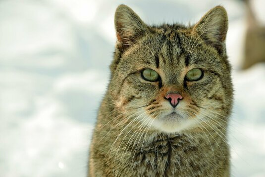Wildkatze-allgemein-4