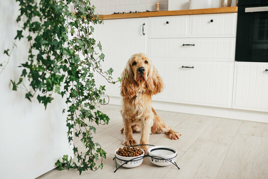 hund-in-der-kueche