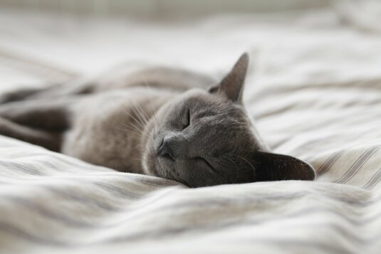 alexander-possingham-CeWNEEsHPbA-unsplash Schlafende Katze